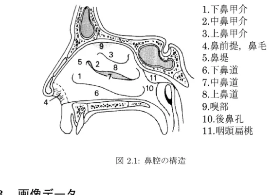 図 2.1: 鼻腔の構造