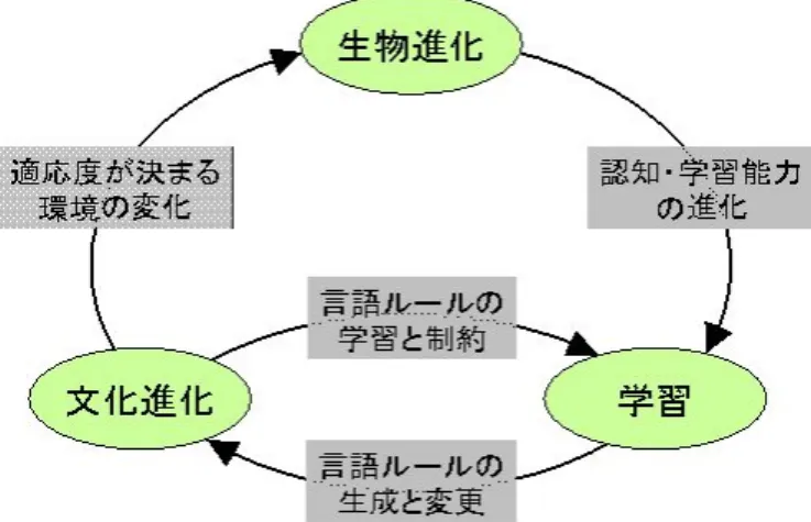 図 1 言語の起源と進化における，生物進化，個体学 習，文化進化の円環的相互作用 きたならば，その認知能力は言語の起源の段階でヒトが 持っていたであろう能力を推定する根拠のひとつにな りえる．このような，構成的アプローチの持つ仮説演繹 的な方法論的性質と，人間言語に特有で一般的な言語現 象の再現の組み合わせにより，間接的ながら言語起源問 題の探求へと道を拓こうと試みる． ここで本論文の目的をまとめる．我々は，文法化の背 後にある認知メカニズムの一端を明らかにし，さらに， 言語の起源と進化に関する議論を行うこ