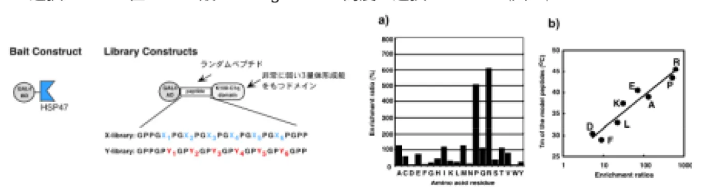 図 4. a) HSP47 結合により選択されたペプチド中でのY位アミノ酸残基の 濃縮率。b)  ３本らせん安定化への寄与の大きいアミノ酸ほど多く選択さ れ て い た 。 縦 軸 は Ac-(Gly-Pro-Hyp)4-Gly-Pro-Y-(Gly-Pro-Hyp)3 -Gly-Gly-amide の変性温度 きないでいた。まず基質であるコラーゲンがバッファーに溶けないのである。当たり前である。コラーゲンが 水によく溶けるなら、私達は風呂に入ることができない。コラーゲンのこの性質はヒトとしての私には喜ばし