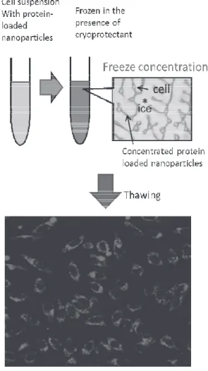 Fig. 4. Schematic illustration of the concept of  protein delivery method via freeze  concentration