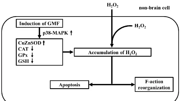Figure  2.  Schematic  representation  of  the  effect  of  GMF  overexpression  on  non-brain cells [18]