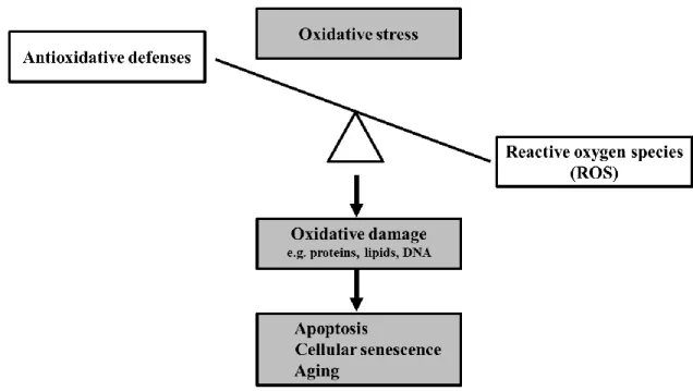 Figure 3. The illustration of relationship between ROS production and the cellular  antioxidant defense system and the effects of oxidative stress [21].
