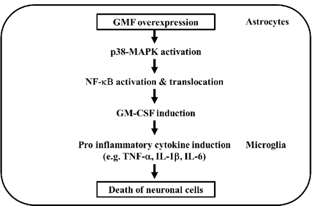 Figure 4. Hypothetical  sequence of events following GMF  overexpression in brain  tissue by Zaheer et al