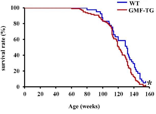 Figure 7. Kaplan-Meier graph of WT and GMF-TG mice. 