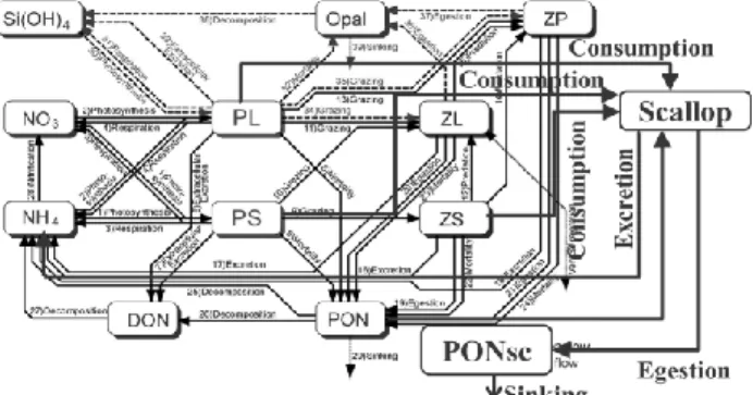 Fig. 1. Schematic of scallop bioenergetics model coupled with  a lower trophic ecosystem model (NEMURO)
