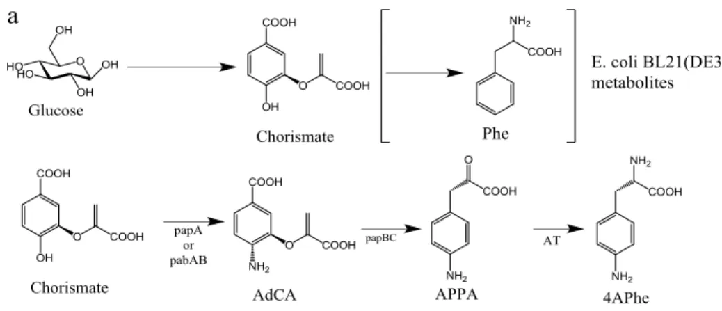 Figure 9: Biosynthetic pathway for the production of 4-APhe using E.coli. 