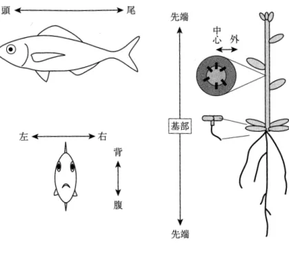 図 2.2: 生物の体の軸 文献 [22] より図 1-3 を引用 した果実は形状はさまざまではあったが，ヘタから果実の先端の方向に軸を設定すると対 象な構造を持っていることを発見した．このことは文献 [22] の第 1 章 pp.19-20 を参照す ると体の軸（図 2.2）と呼ばれるもので，生物の発生と深い関係がある．動物では前後左 右上下に軸を持っていて，これによって各器官がどこに存在するべきか認識することが出 来る．植物については上下と内外の軸しか持っていないため，植物は前後や左右を認識す ることが