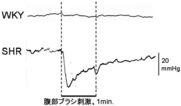 図 2 　腹部ブラシ刺激による血圧反応（典型例） 上段はウィスター京都ラット（WKY）、 下段は高血圧自然発症ラット（SHR）の反応例を示す。 図 3 　腹部ブラシ刺激による平均血圧の変化 図 4 　SHR 及び WKY の腹部ブラシ刺激による血圧反応の 大きさの比較 4．考察 本研究によって麻酔下の高血圧自然発症ラット（SHR） とその対照群で正常血圧のウィスター京都ラット（WKY） において、腹部に歯ブラシを用いてマッサージ様の触圧刺 激を行ったところ、WKY では軽度の降圧反応、SHR では顕著な降圧