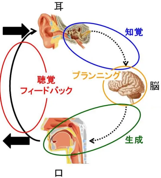 図 3.1: 話者内部における音声知覚と音声生成の関係