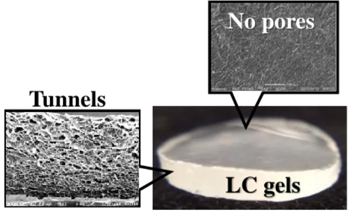 Figure 2. Surface selective porous hydrogels with tunnels on side surface while did not showed porous  morphology on the top surface