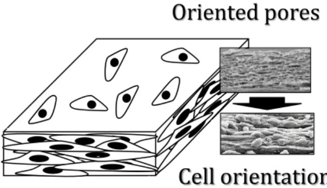 Figure 3. Fibroblast L929 cells attached on surface selective porous scaffold. Randomly orientation is  presented on the top surface whereas perfectly orientation is revealed side surface