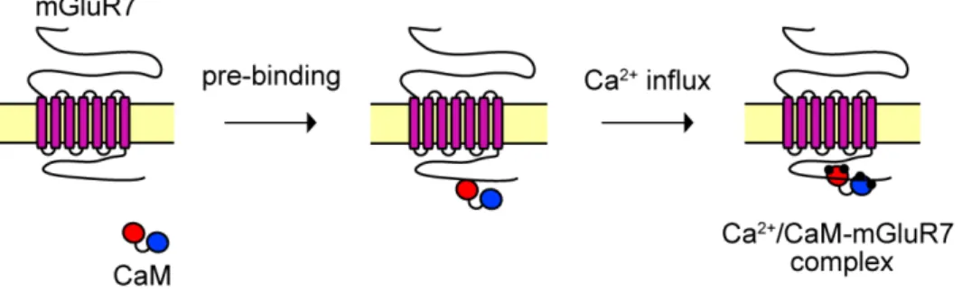 Fig. 1 The possible mechanism for the activation of mGluR7 by CaM. 