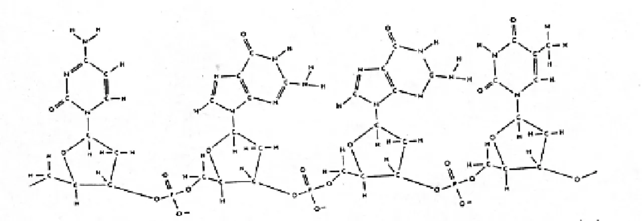 Fig. I.  Primary structure of DNA — a segment of a polynuclotide sequence CGGT. 