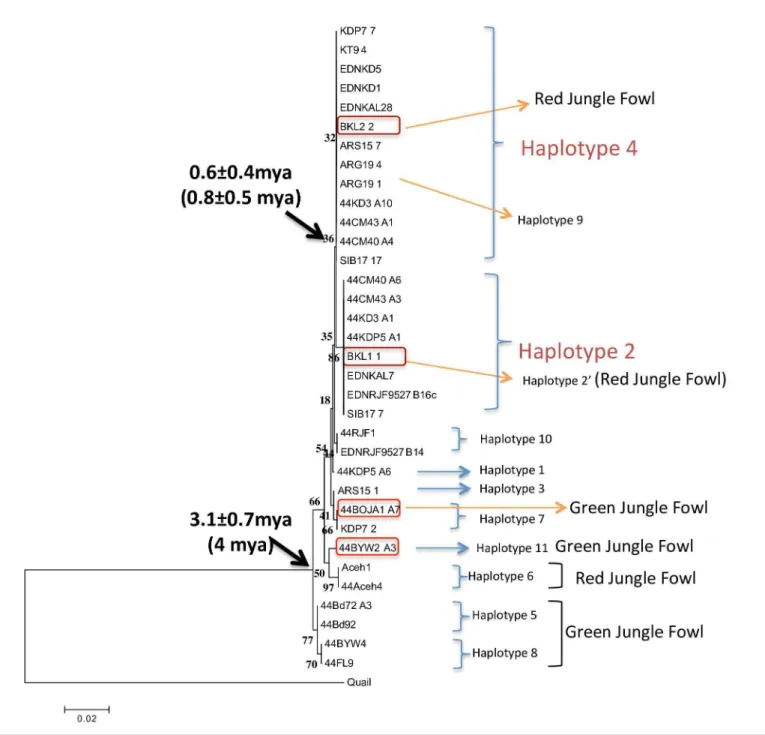 Fig 4. NJ tree of EDN3 haplotypes rooted by the quail sequence (accession number NC_029535)