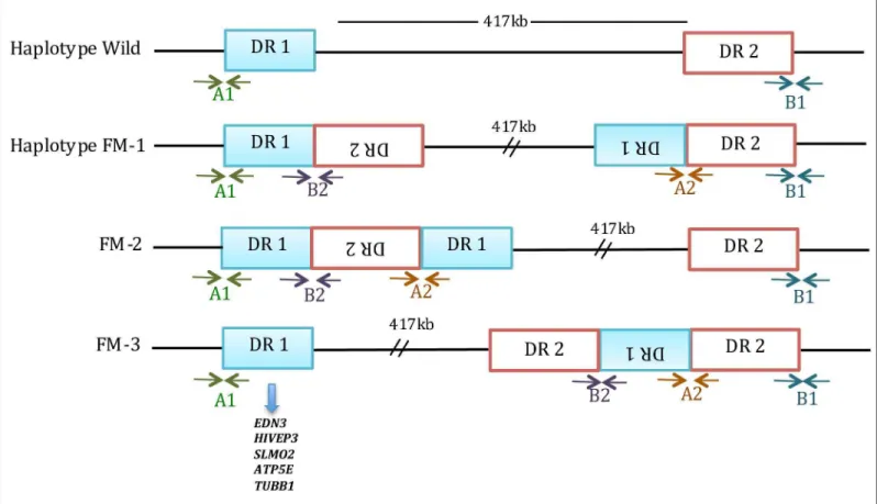 Fig 1. Three possible arrangements of duplicated DR1s and DR2s in the Fm region. Duplication of DR1 and DR2 is absent in the wild-type