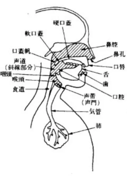 図  人間の発声器官の構造 -2 0 2 4 6 8 10-6-5-4-3-2-101234調音位置 /a/ Anterio-posterior [cm]Vertical [cm]舌尖  舌背 ① ② ③ ④ ⑤  図   音素環境が異なる音素  の調音位置