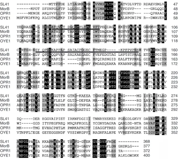 Fig. 11. Alignment of the deduced amino acid sequences of the 41-kDa flavoprotein and members of the Old Yellow Enzyme family