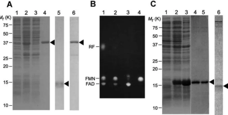 Fig. 2 Purification of recombinant PACa F1 and F2 samples. (A) SDS-PAGE of overexpressed and purified GST-cleaved F2