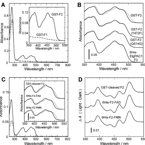 Fig. 3 UV and visible absorption (A, B, and C) and absorption difference (D) spectra of recombinant PACa F1 and F2 samples