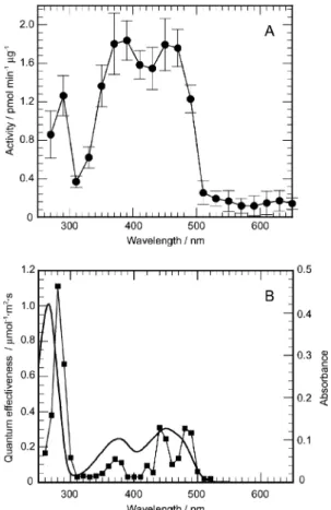 Fig. 3 (A) Wavelength dependency of PAC activation. The reaction