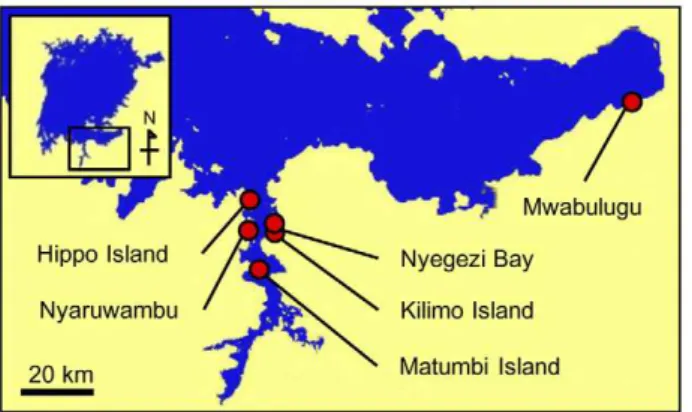 Figure 1. Sampling localities in Lake Victoria. Scale bar, 20 km. doi:10.1371/journal.pgen.1002203.g001