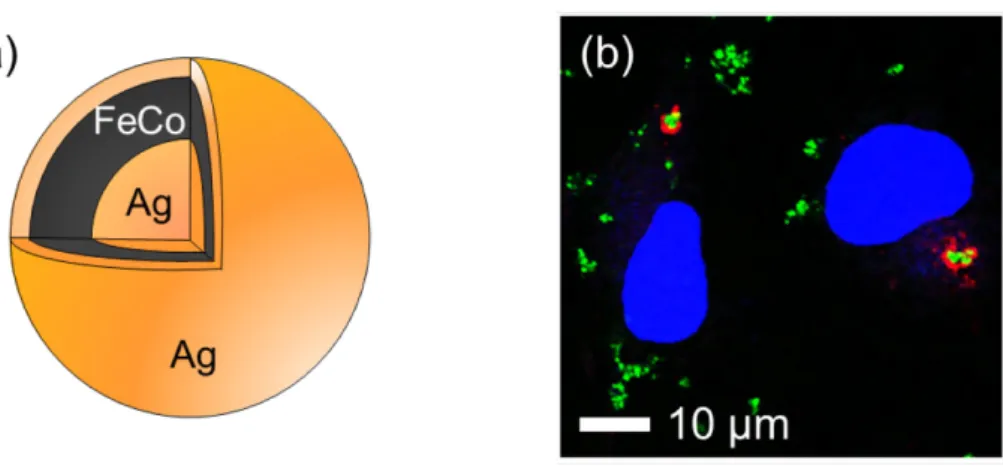Figure 1. (a) Structure of the Ag@FeCo@Ag core@shell@shell NP. (b) Confocal laser scanning microscope  image of COS-1 cells in which the NPs were introduced by transfection