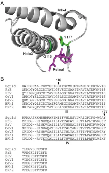 Figure 3. Amino acids responsible for spectral tuning in butterfly B opsins. (A) Partial 3D structure of the rhodopsin of the Common Squid, Todarodes pacificus, and the positions of Gly116 and Tyr177 (14)