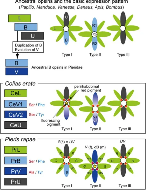Figure 2A shows a phylogenetic relationship of B visual pigments of lepidopteran species