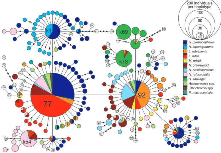 Figure 3. Haplotype network of the mitochondrial control region. Different species are represented by different colors