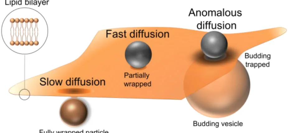 Fig. 1 The behavior of adhered particle on a lipid bilayer membrane. 
