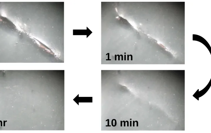 Figure 9  皮革状態での修復挙動 29) 