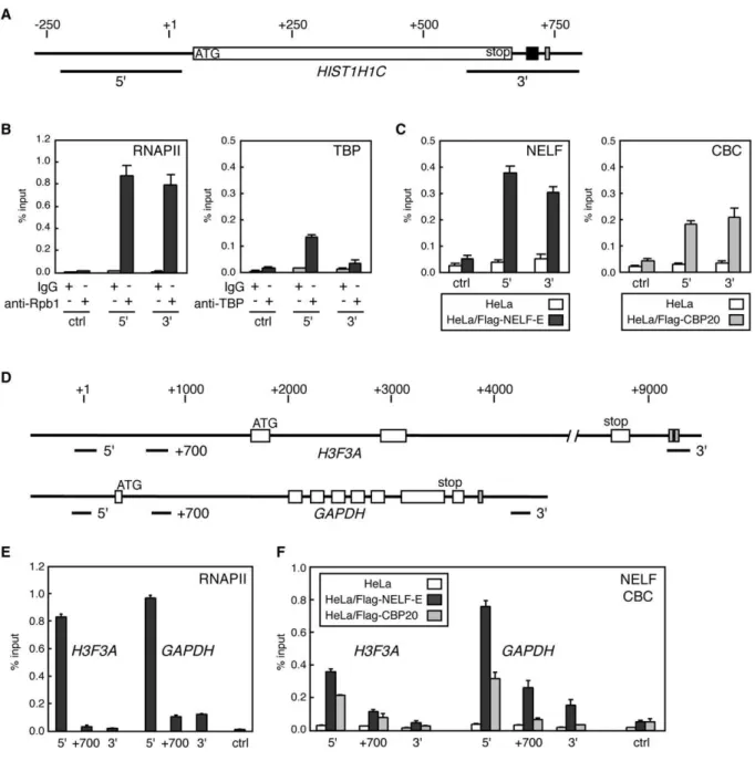 Figure 7. NELF and CBC Physically Associate with Histone Gene Loci