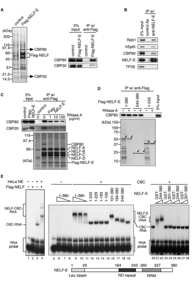 Figure 1. NELF Interacts with Nuclear Cap Binding Complex
