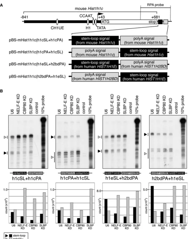 Figure 4. NELF and CBC Directly Affect 3 0 End Processing of Histone Pre-mRNA