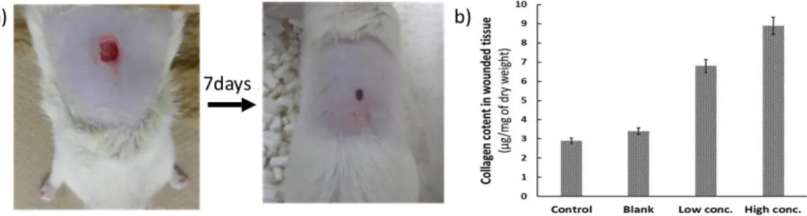 Figure 2. In-vivo testing of the hydrogel composites (a) wound reduction in rat model on application of drug loaded hydrogel-micelle  composite; (b) amount of collagen in the wounded tissue sample from the animals