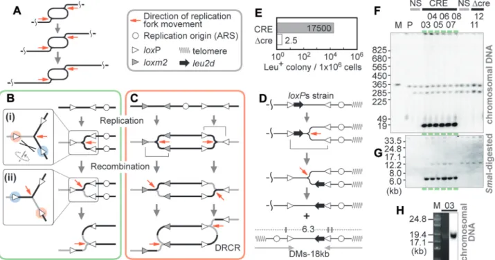 Figure 1. Recombinational process coupled with replication. (A) DRCR. Two replication forks chase each other