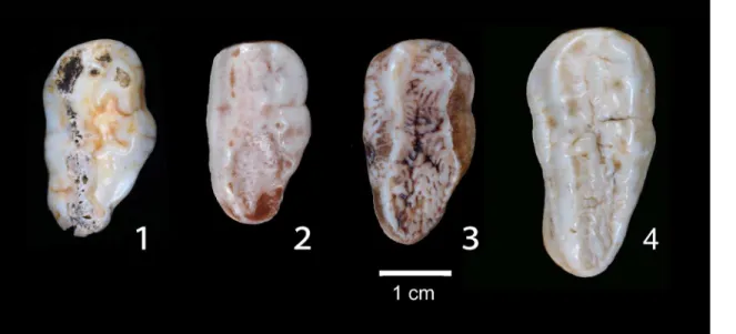Fig 6. Middle Pleistocene black bear from Japan with a comparison of the left upper second molars (M2) among bears