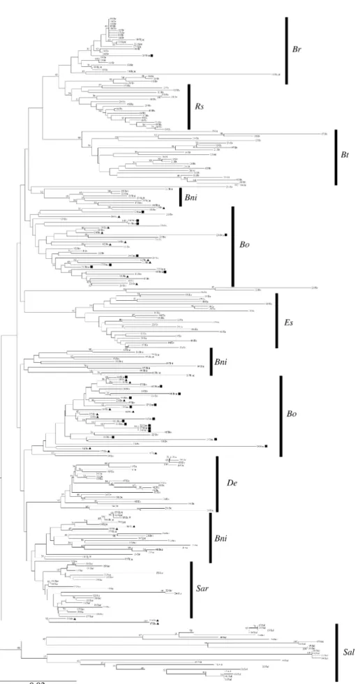 Fig. 5.  A neighbor-joining tree of  nucleotide sequences of the rnaseH region of Tto1