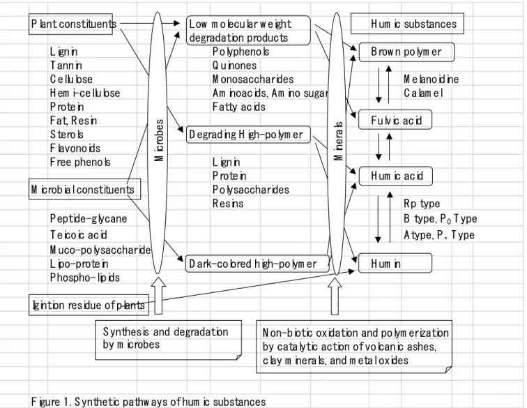 Figure  1.  S ynthetic  pathw ays  of  hum ic  substances