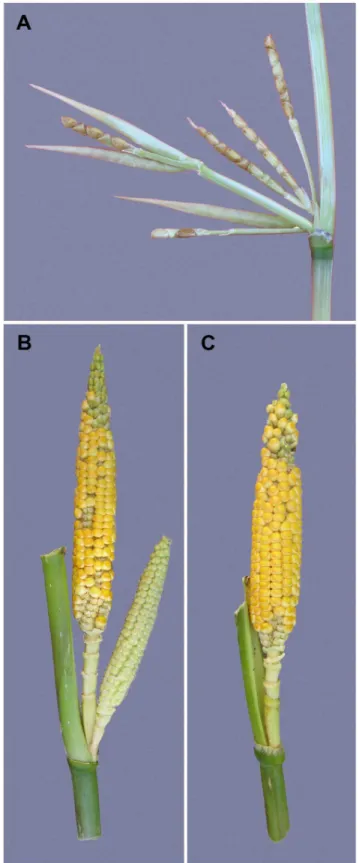 Figure 1. Prolificacy phenotypes. (A) Segment of a teosinte lateral branch showing a cluster of ears at the node
