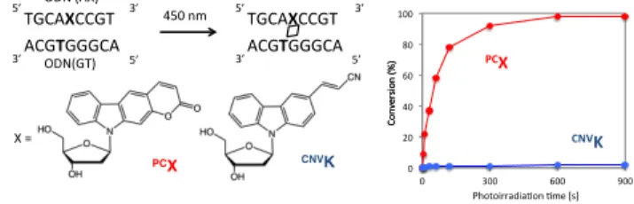 図 2.  pDDI DNA の構築 (A)スキーム (B)変性 PAGE 解析 (C) CN U の化学構造 (D)pDDI DNA 形成率  図 3.  光応答型アンチセンス(A)スキーム  (B)光架橋素子による制御 (C)照射エネルギーによ る制御 灰色：光照射なし、白色：光照射あり  KK