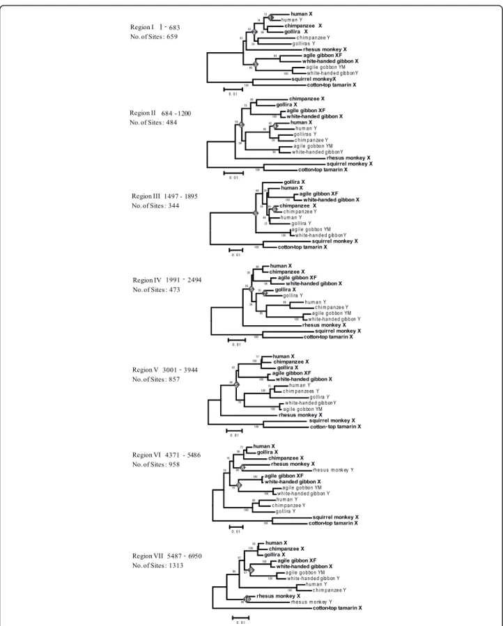 Figure 3 The phylogenetic tree for primate KAL Region B sequences. Phylogenetic trees were constructed by the NJ method using a window of 500-bp with a 100-bp overlap