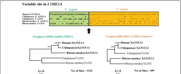 Figure 5 A LINE element is present in the converted region. (a) L1 (LINE3A) sequences in intron 9 of KALX and KALY