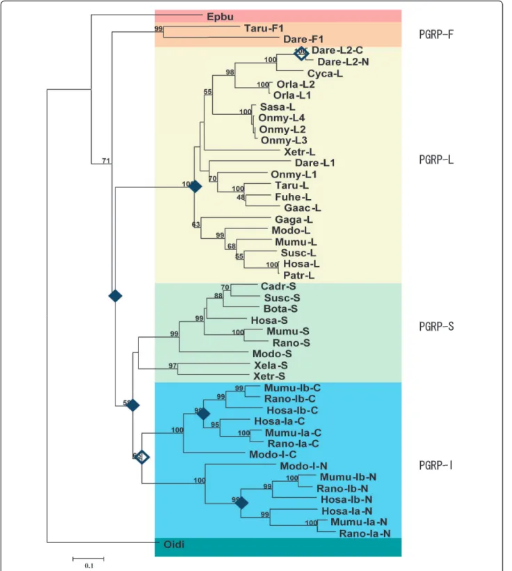 Figure 1 Neighbor-joining tree of vertebrate PGRP amino acid sequences. Filled and open diamonds indicate duplication of loci and domains, respectively