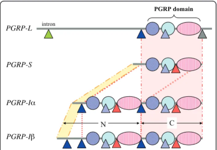 Figure 2 Gene structure of four human PGRP genes. Vertical lines indicate corresponding regions between different genes