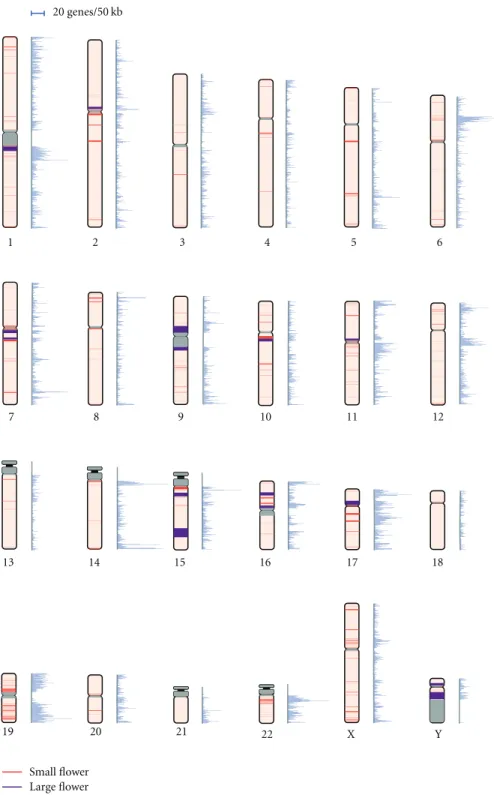 Figure 2: Distribution of Flowers and gene density on chromosomes. A bar on a chromosome denotes the position of a Flower and the width of the bar represents the Flower length