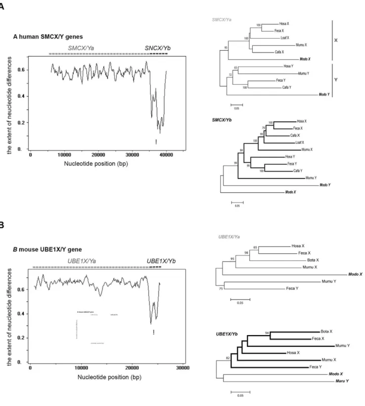 Figure 3. Window analysis of nucleotide divergence and phylogenic relationship of human SMCX/Y (A) and mouse UBE1X/Y (B) genes