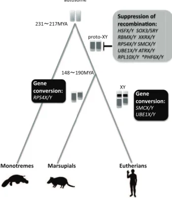 Figure 4. Schematic diagram of sex chromosome evolution in Theria. After the divergence of Theria from monotremes,  recombina-tion was suppressed in at least 10 genes on the proto-XY chromosome in the therian ancestor; this is indicated by gray color on th