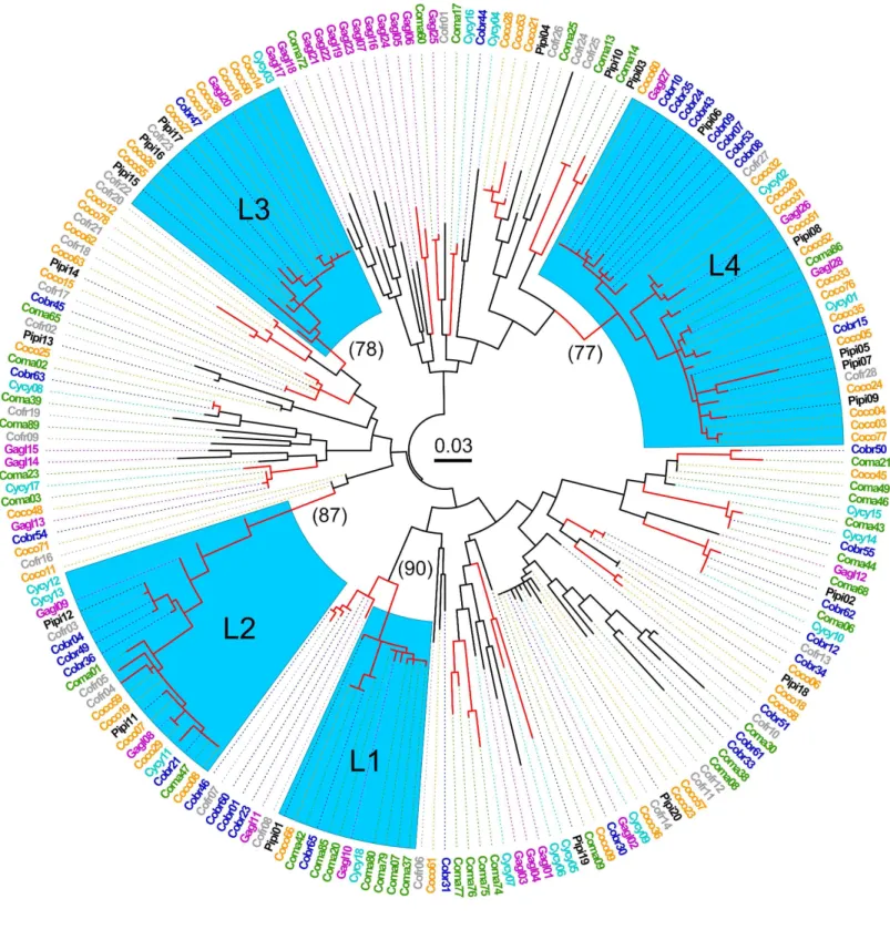 Fig 1. Maximum likelihood tree of MHC IIB variants (248 bp) in seven species of Corvidae