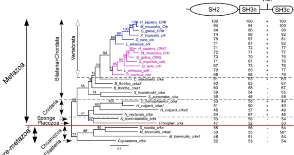 Figure 2.  Phylogeny of CRK, CRKL, and heir Orthologs. he maximum likelihood tree was built using 